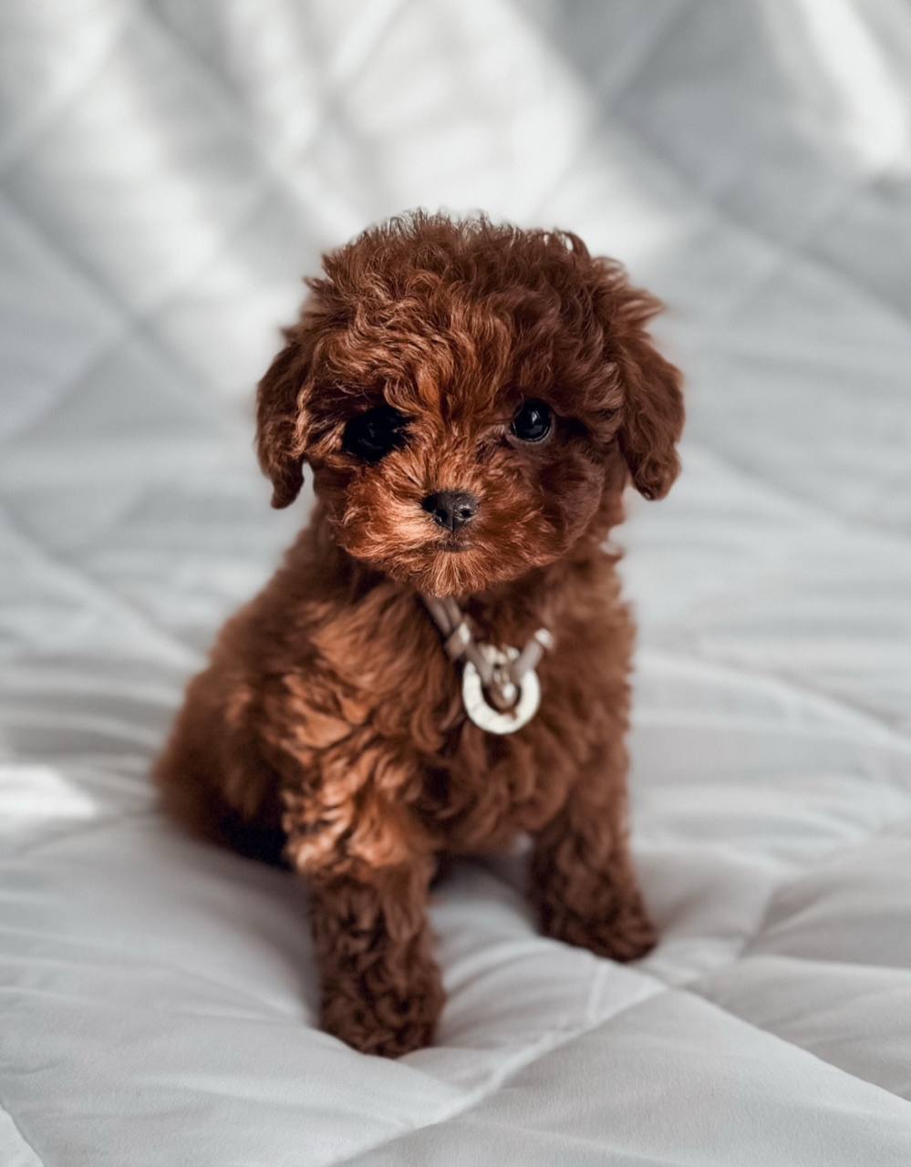 cachorros de caniche